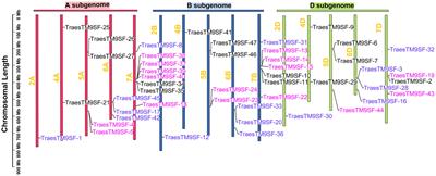Genome-wide analysis of transmembrane 9 superfamily genes in wheat (Triticum aestivum) and their expression in the roots under nitrogen limitation and Bacillus amyloliquefaciens PDR1 treatment conditions